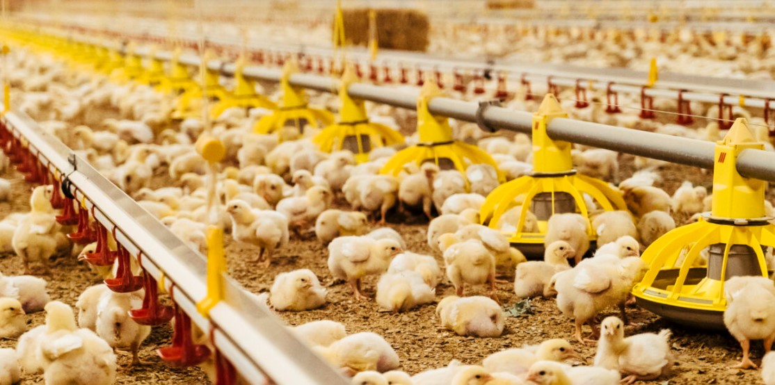 Nuôi gà thịt với mục đích giảm sử dụng kháng sinh. Những điều cần thiết | Viện Chăn Nuôi
