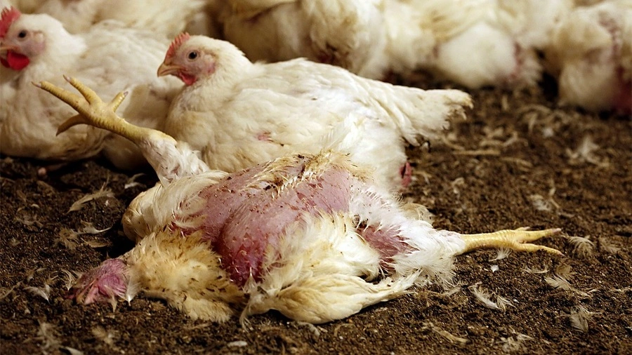 Gà Chết Đột Ngột Không Rõ Nguyên Nhân Và Cách Khắc Phục